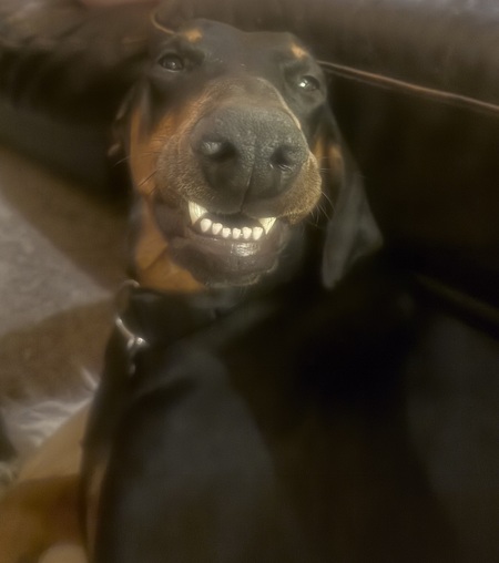 Entry image for Charley. Clicking this image will show a larger photo