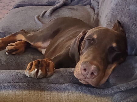 Entry image for Tsar. Clicking this image will show a larger photo