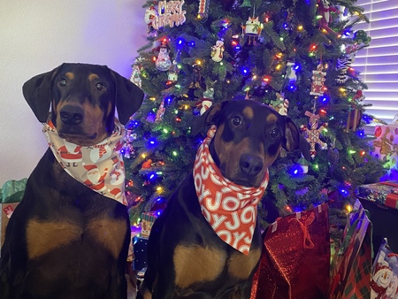 Entry image for Rhys and Bruno. Clicking this image will show a larger photo