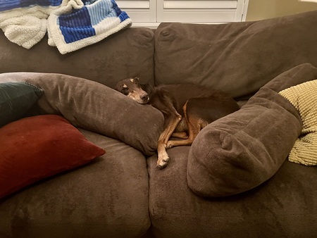 Entry image for Canelo. Clicking this image will show a larger photo