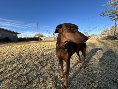 Entry image for Duchess. Clicking this image will show a larger photo