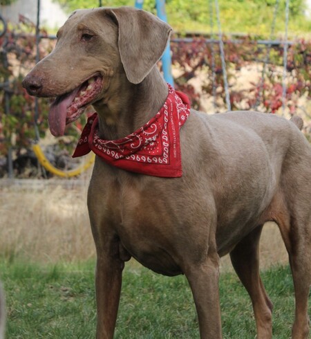 Entry image for Ember. Clicking this image will show a larger photo