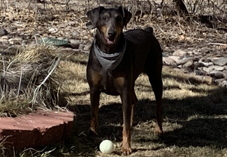 Entry image for Coco. Clicking this image will show a larger photo