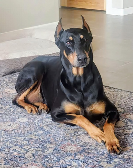 Entry image for Apollo . Clicking this image will show a larger photo