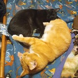 Entry image for Butterscotch and Onyx (aka Scorpio)