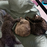Entry image for Kenta, Norma and Alias