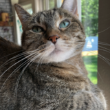 Entry image for Sadie