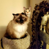 Entry image for Pequod and Poppy