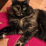 Entry image for Kiki
