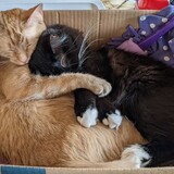 Entry image for Chidi and Tunie