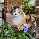 Entry image for Kitty