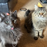 Entry image for Wolfy (left) and Bernard (right)