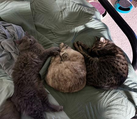 Entry image for Kenta, Norma and Alias. Clicking this image will show a larger photo