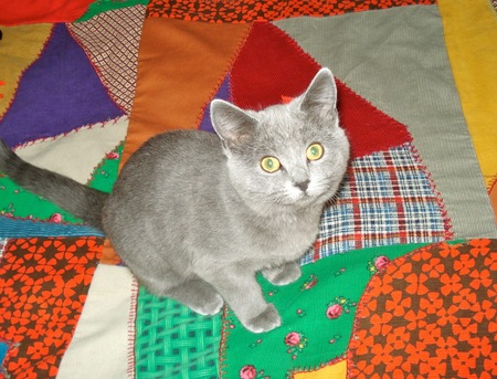 Entry image for BlueBelle . Clicking this image will show a larger photo