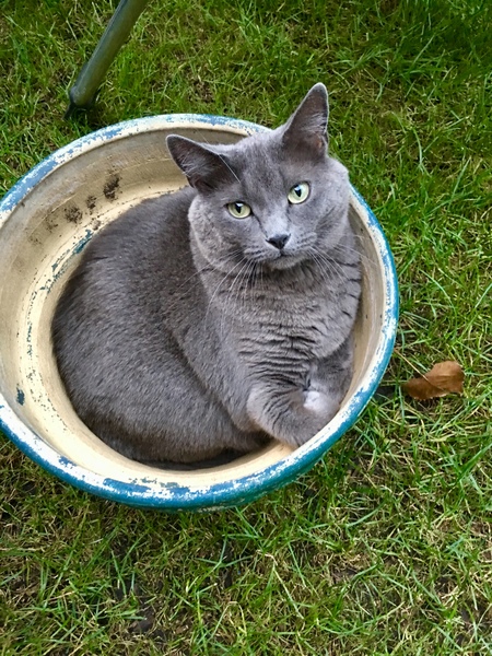 Entry image for BlueBelle . Clicking this image will show a larger photo