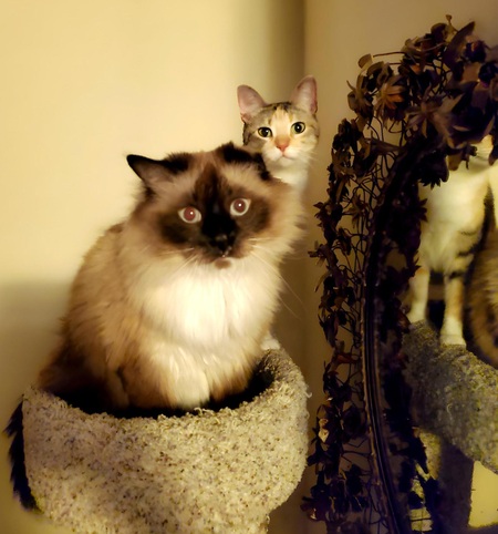 Entry image for Pequod and Poppy. Clicking this image will show a larger photo