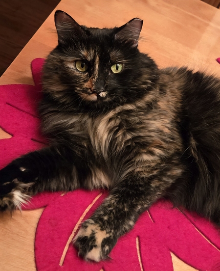 Entry image for Kiki. Clicking this image will show a larger photo