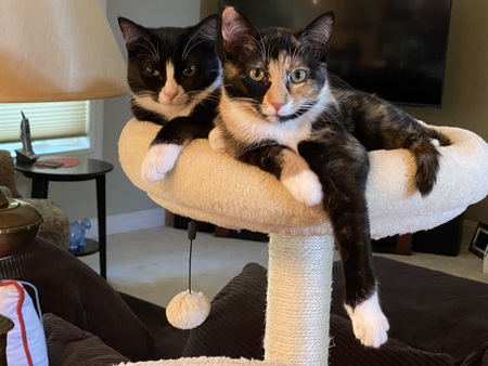 Entry image for Bea and Lemon. Clicking this image will show a larger photo