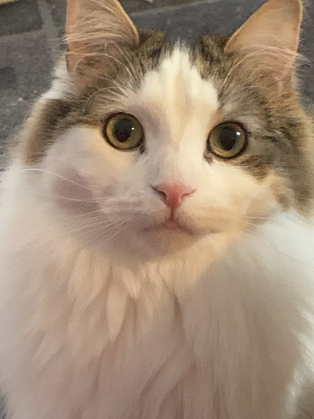 Entry image for Milo. Clicking this image will show a larger photo