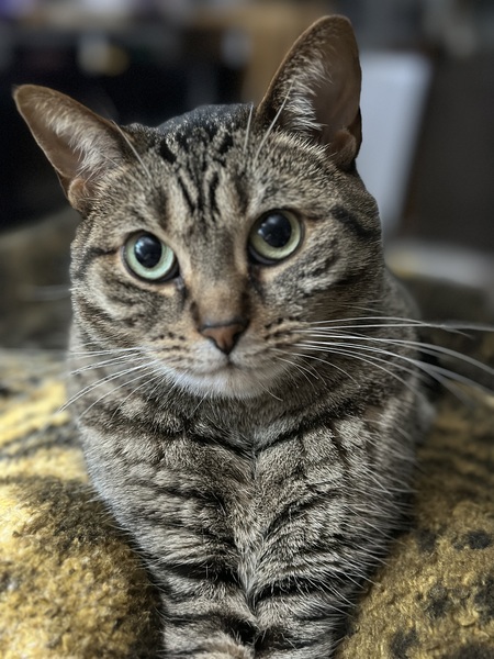 Entry image for Topaz. Clicking this image will show a larger photo