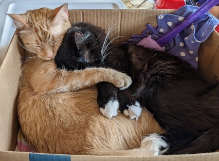 Entry image for Chidi and Tunie. Clicking this image will show a larger photo