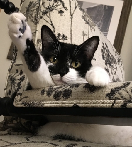 Entry image for Lulu. Clicking this image will show a larger photo