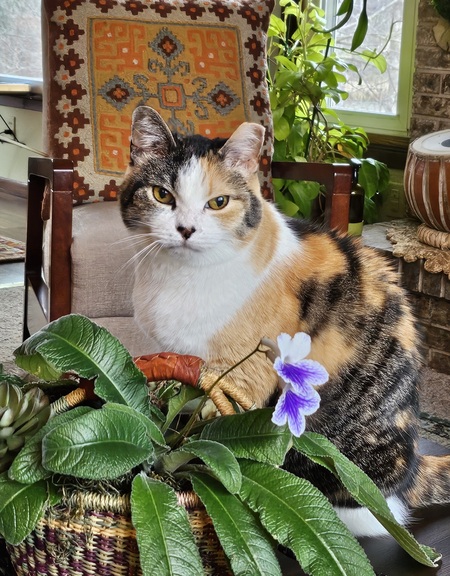Entry image for Kitty. Clicking this image will show a larger photo