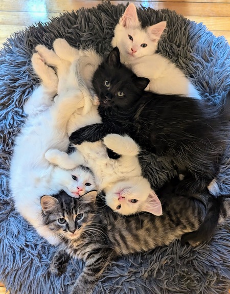 Entry image for Foster Family. Clicking this image will show a larger photo
