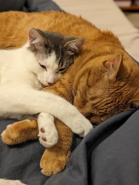 Entry image for Tagliatelle & Itty Bitty. Clicking this image will show a larger photo