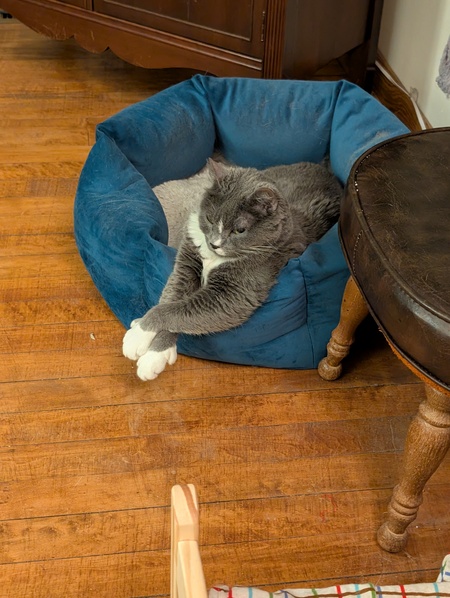 Entry image for Ms. Banana. Clicking this image will show a larger photo