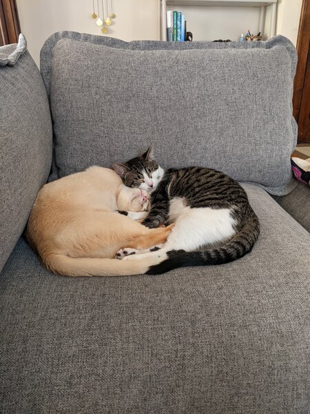 Entry image for Rosie & Poppy. Clicking this image will show a larger photo