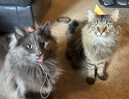 Entry image for Wolfy (left) and Bernard (right). Clicking this image will show a larger photo
