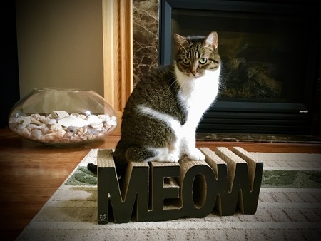 Entry image for Missy. Clicking this image will show a larger photo
