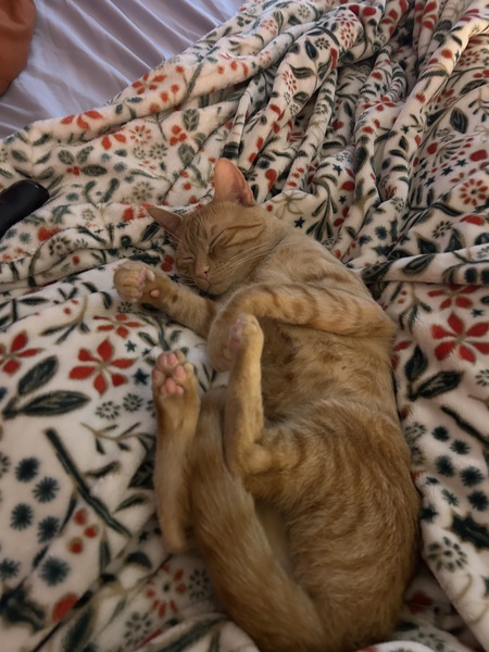 Entry image for Benji. Clicking this image will show a larger photo