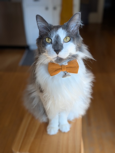 Entry image for Reginald aka Reggie. Clicking this image will show a larger photo