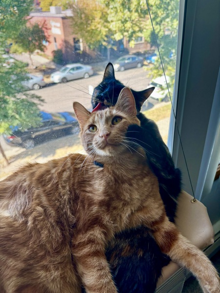 Entry image for Spice and Tsuki. Clicking this image will show a larger photo