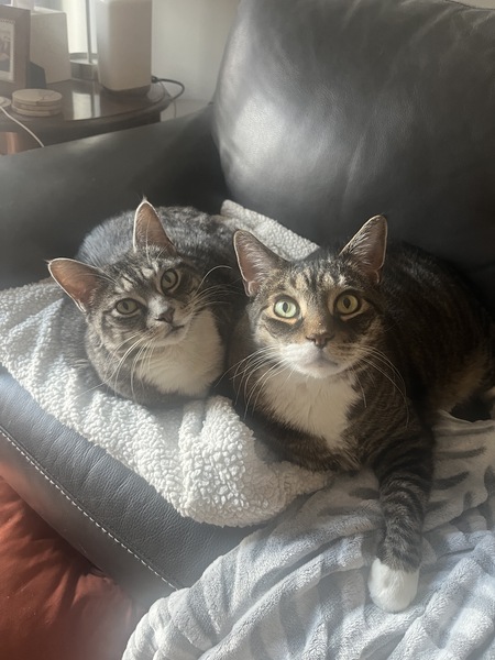 Entry image for Jasper & Gracie. Clicking this image will show a larger photo