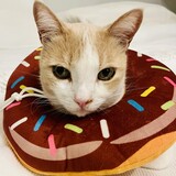 Entry image for Oliver