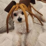 Entry image for Papa-Roach