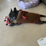 Entry image for Sclerodermas Fight=Reindeer Delight