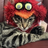 Entry image for Katy incognito   