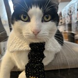 Entry image for Meowager Oreo 