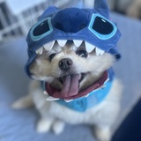 Entry image for Experiment 626