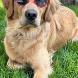 Entry image for Auggie Doggy