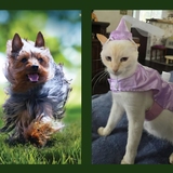 Entry image for Sir Trevor running to rescue fair Princess Ophelia from scleroderma! 