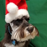 Entry image for Schnauzer Helper