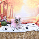 Entry image for Princess Bella Glinda 