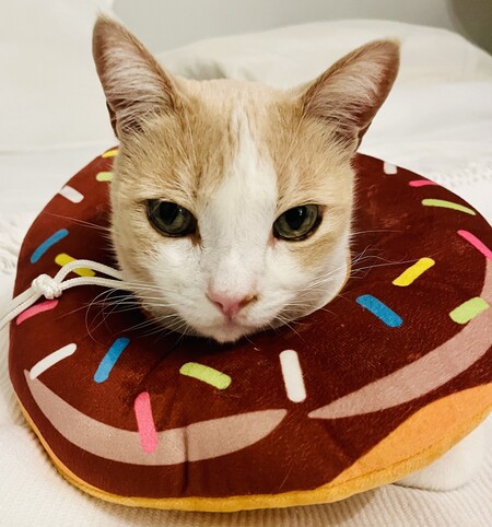 Entry image for Oliver. Clicking this image will show a larger photo