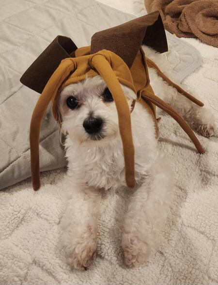 Entry image for Papa-Roach. Clicking this image will show a larger photo