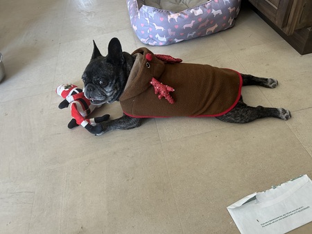 Entry image for Sclerodermas Fight=Reindeer Delight. Clicking this image will show a larger photo